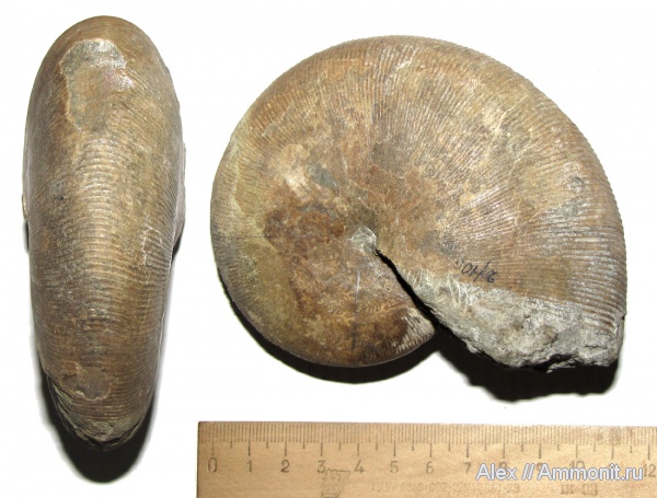 мел, музеи, Euphylloceras, Phylloceratidae, МЗ МГУ, Euphylloceras velledae, Phylloceratina, Cretaceous