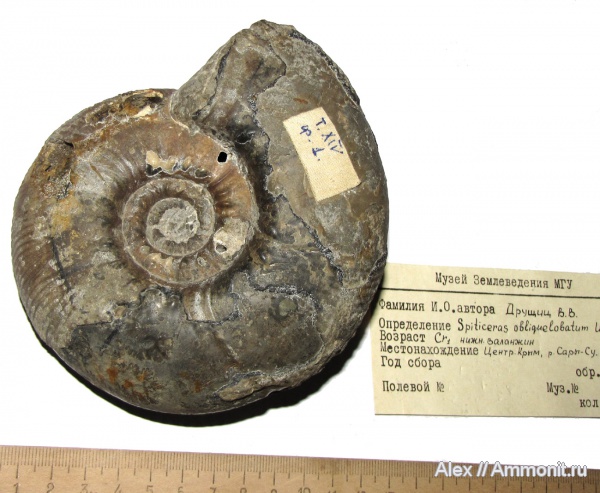 аммониты, мел, музеи, Крым, валанжин, Ammonites, Spiticeras obliquelobatum, Spiticeras, МЗ МГУ, Valanginian, Cretaceous