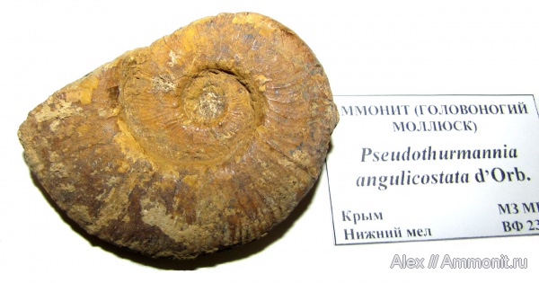 аммониты, мел, музеи, готерив, Ammonites, Pseudothurmannia, МЗ МГУ, Pseudothurmannia angulicostata, верхний готерив, Cretaceous