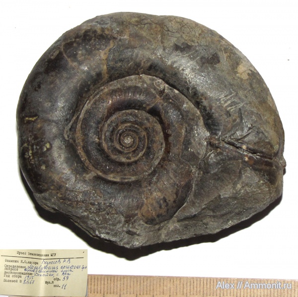 аммониты, юра, Ammonites, Lytoceratina, Lytoceratidae, Megalytoceras, аален, Megalytoceras kasakovae, Aalenian, Jurassic