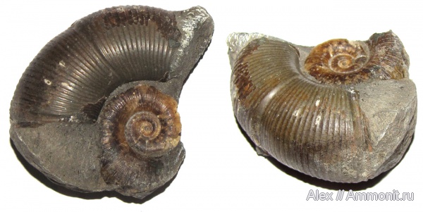 юра, музеи, байос, Lytoceratina, Lytoceratidae, МЗ МГУ, Valentolytoceras elegans, Valentolytoceras, lytoceratinae, Bajocian, Jurassic