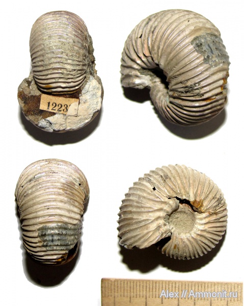 мел, музеи, Polyptychites, валанжин, МЗ МГУ, Polyptychites middendorfi, Valanginian, Cretaceous