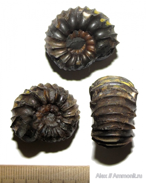 аммониты, мел, музеи, Speetoniceras, Ammonites, МЗ МГУ, Speetoniceras progrediens, Hauterivian, Cretaceous
