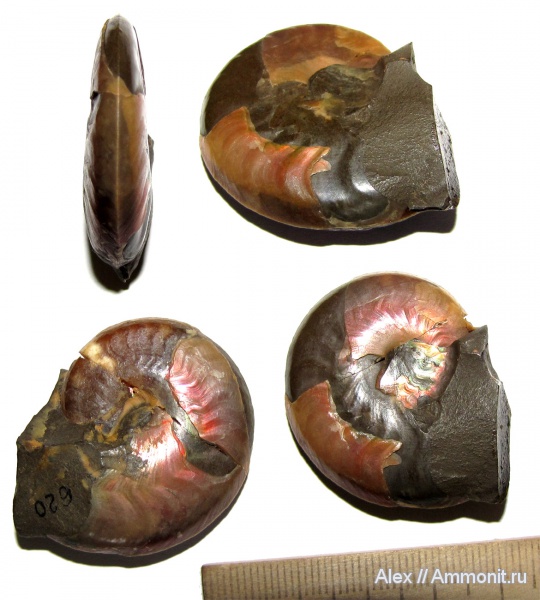 аммониты, мел, музеи, апт, Aconeceras, Aconeceras trautscholdi, Ammonites, МЗ МГУ, Aptian, Cretaceous