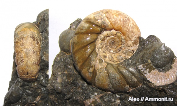 аммониты, мел, Ammonites, Eogaudryceras, Gaudryceratidae, Lytoceratina, Eogaudryceras duvalianus, Cretaceous