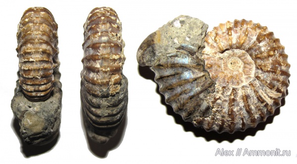 аммониты, мел, апт, Ammonites, Acanthohoplites, отпечатки мускулов, Parahoplitidae, Aptian, Cretaceous