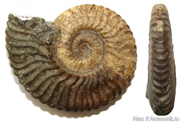 музеи, Deshayesites, апт, МЗ МГУ, Deshayesites kemperi, Deshayesitidae, Aptian