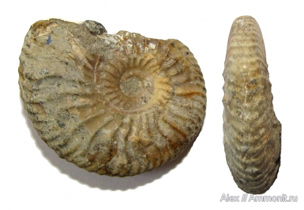 аммониты, музеи, Deshayesites, апт, Ammonites, Дагестан, МЗ МГУ, Deshayesites lavaschensis, Deshayesitidae, Aptian