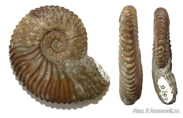 аммониты, мел, музеи, Deshayesites, апт, Ammonites, Дагестан, МЗ МГУ, Deshayesites dechyi, Deshayesitidae, Aptian, Cretaceous