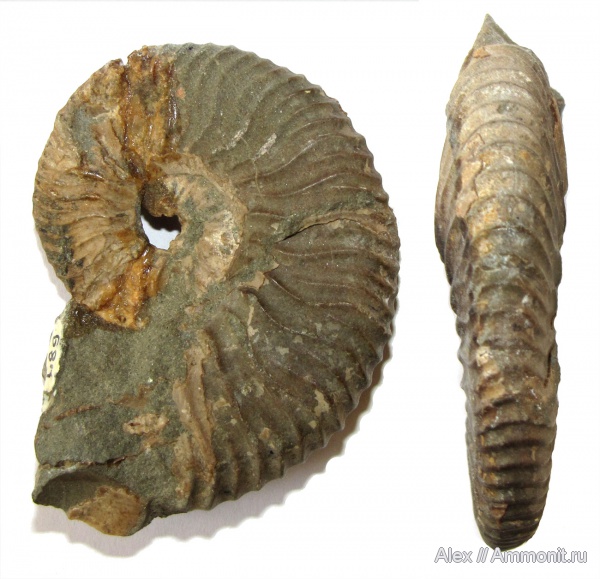 аммониты, мел, музеи, Deshayesites, апт, Ammonites, МЗ МГУ, Deshayesites dechyi, Deshayesitidae, Aptian, Cretaceous