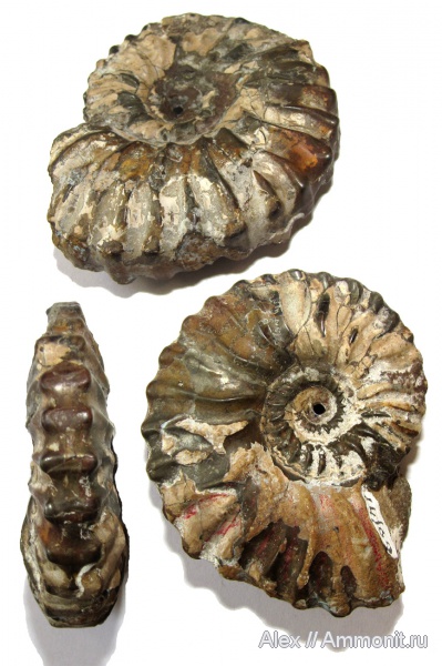 аммониты, мел, апт, Ammonites, Dufrenoya furcata, Dufrenoya, МЗ МГУ, Deshayesitidae, Aptian, Cretaceous