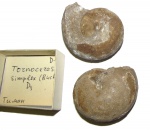 Tornoceras simplex