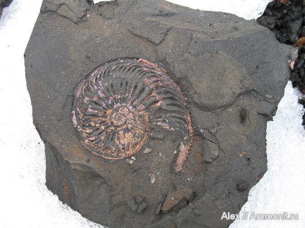аммониты, юра, оксфорд, Amoeboceras, Amoeboceras ilovaiskii, Ammonites, вентральный ростр, Oxfordian, Jurassic, ventral rostrum