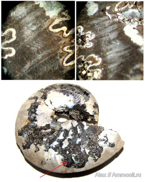 аммониты, юра, Garniericeras, Еганово, Garniericeras catenulatum, Ammonites, drag bands, pseudosepta, pseudosutures, псевдосепты, Garniericeratinae, Jurassic