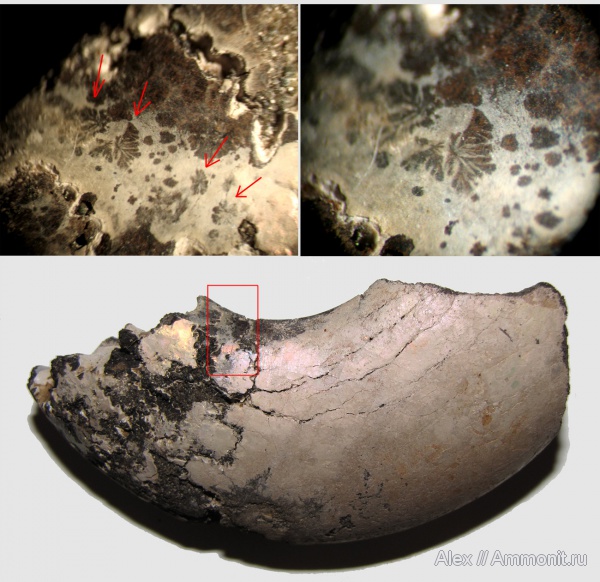 аммониты, юра, макроконхи, ?, Ammonites, Macroconchs, Jurassic