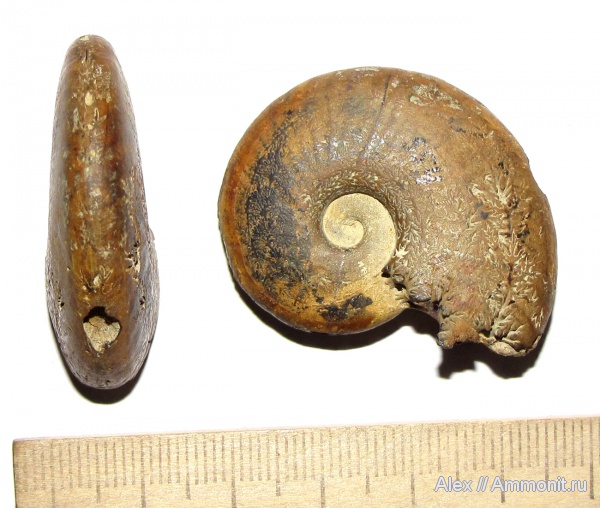 аммониты, мел, музеи, баррем, Barremites, Ammonites, МЗ МГУ, Barremites subdifficilis, Barremian, Cretaceous