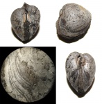 Отпечатки мускулов юрской двустворки