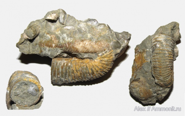аммониты, мел, гетероморфные аммониты, баррем, Ammonites, Heteroceratidae, Heteroceras, Barremian, Cretaceous, heteromorph ammonites