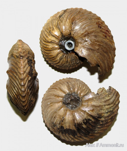 аммониты, юра, Cardioceras, оксфорд, Cardioceratidae, Ammonites, МДЭБЦ, МГСЮН, Oxfordian, Jurassic