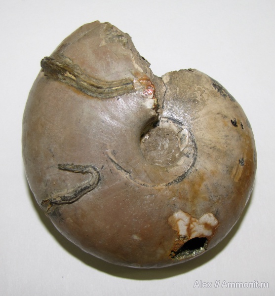 аммониты, Funiferites, серпулы, келловей, Serpulidae, Funiferites allae, Cardioceratidae, Ammonites, МДЭБЦ, МГСЮН, обрастание аммонитов, Callovian, Middle Jurassic