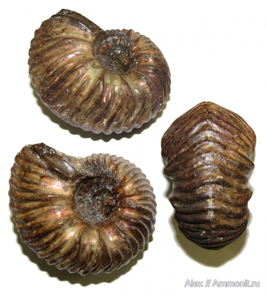 юра, Goliathiceras, оксфорд, Cardioceratidae, МДЭБЦ, МГСЮН, Oxfordian, Jurassic
