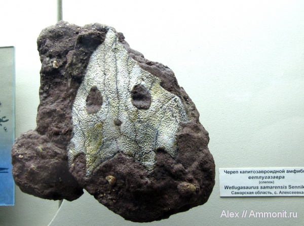 триас, музеи, ПИН, лабиринтодонты, Wetlugasaurus, Wetlugasaurus samarensis, Triassic