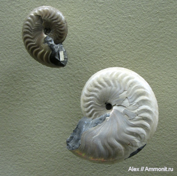 аммониты, мел, музеи, ПИН, апт, Aconeceras, Aconeceras trautscholdi, Ammonites, Sinzovia, Sinzovia trautscholdi, Aptian, Cretaceous