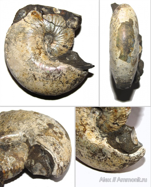 аммониты, мел, США, маастрихт, Ammonites, Hoploscaphites, Scaphitidae, Hoploscaphites nicolletii, Maastrichtian, Cretaceous