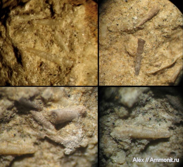 девон, палеозой, Devonian, тентакулиты, Tentaculites, Tentaculita