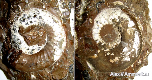 аммониты, юра, макроконхи, келловей, Kepplerites, Kosmoceratidae, Ammonites, Kepplerites gowerianus, МДЭБЦ, МГСЮН, Macroconchs, Callovian, Jurassic, Middle Jurassic аммониты, юра, макроконхи, келловей, Kepplerites, Kosmoceratidae, Ammonites, Kepplerites gowerianus, МДЭБЦ, МГСЮН, Macroconchs, Callovian, Jurassic, Middle Jurassic