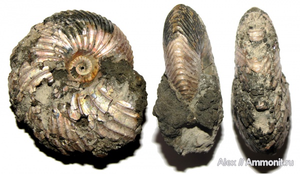 аммониты, юра, келловей, Дубки, Longoceras, Cardioceratidae, Ammonites, Longaeviceras, Callovian, Jurassic, Middle Jurassic