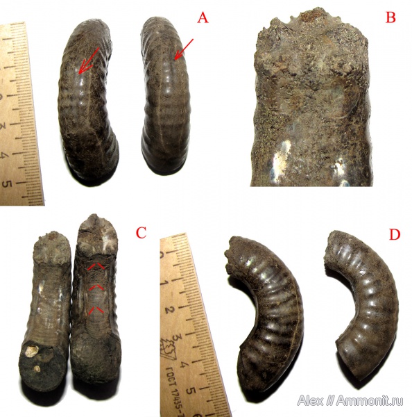 аммониты, оксфорд, Euaspidoceras, Рыбаки, Mirosphinctes, Ammonites, Aspidoceratidae, Aspidoceratinae, parabolae, Oxfordian