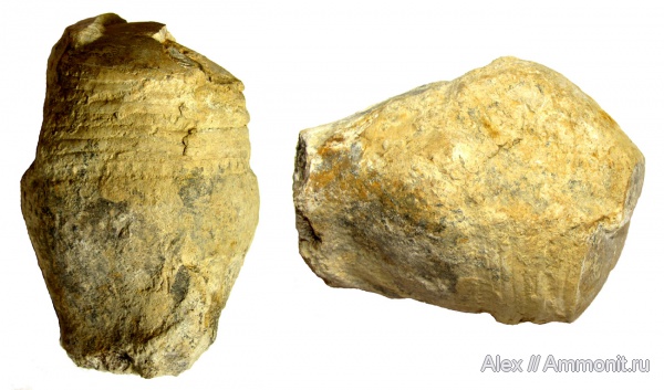 девон, музеи, Devonian, отпечатки мускулов, МЗ МГУ, Discosorida, Taxyceratidae, Pachtoceras, Pachtoceras morosum