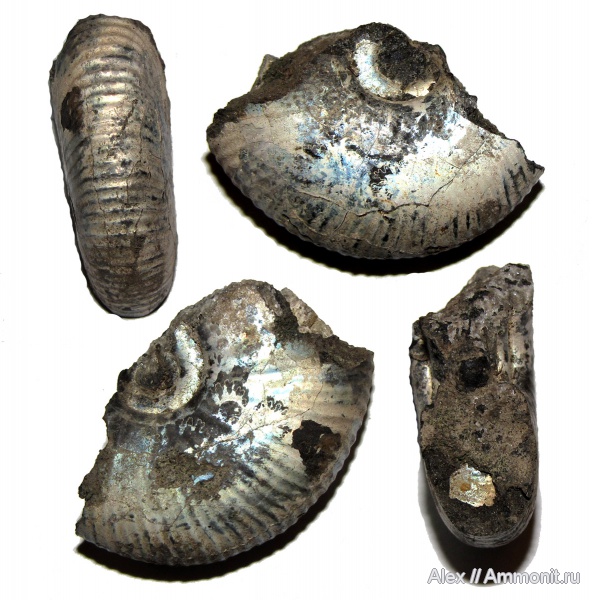 аммониты, юра, Елкино, волжский ярус, Ammonites, Dorsoplanitidae, Serbarinovella, Volgian, Jurassic