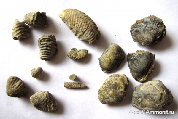 аммониты, белемниты, брахиоподы, мел, Елкино, двустворки, берриас, Ammonites, Berriasian, Cretaceous, belemnites