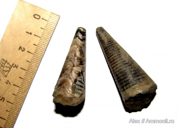 белемниты, юра, волжский ярус, фрагмоконы, конотека, Volgian, Jurassic, belemnites, phragmocones