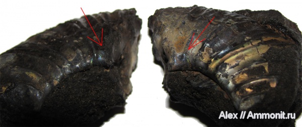 аммониты, юра, Virgatites, Ammonites, отпечатки мускулов, Jurassic