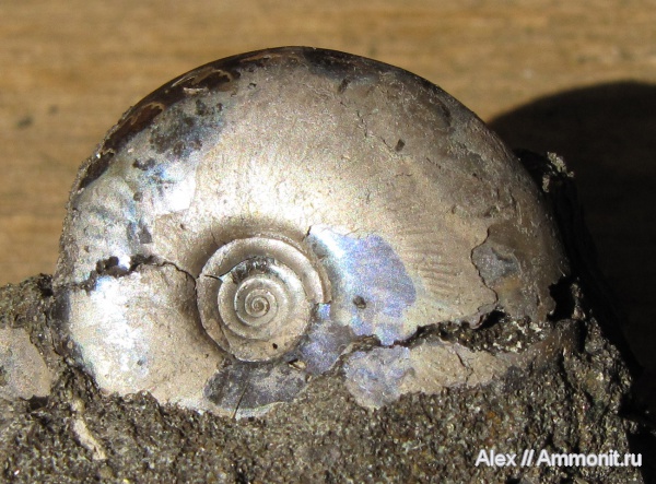 аммониты, юра, волжский ярус, Garniericeras, Garniericeras catenulatum, Ammonites, Garniericeratinae, Volgian, Jurassic