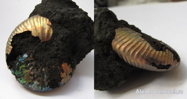 аммониты, юра, Craspedites, Ammonites, Craspedites subditus, Jurassic