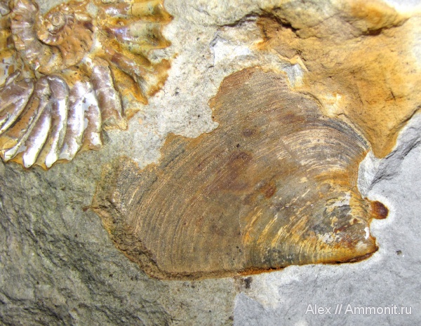 кимеридж, аптихи, прижизненные повреждения, Laevaptychus, Липицы, Aspidoceratinae, Aptychi, aptychus, Kimmeridgian, Upper Jurassic