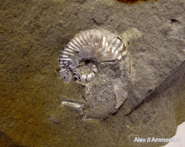 аммониты, кимеридж, ушки, Ammonites, Sutneria, Aspidoceras, Aspidoceratidae, Aspidoceratinae, Sutneria eumela, Microconchs, lappets, Kimmeridgian, Upper Jurassic