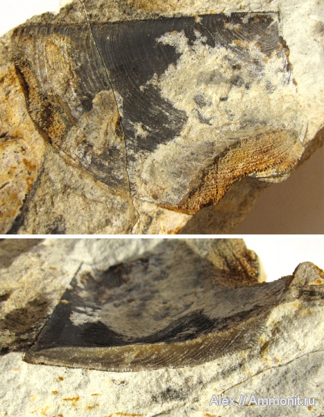 аммониты, кимеридж, аптихи, Ammonites, Laevaptychus, Aspidoceratinae, Aptychi, aptychus, Kimmeridgian, Upper Jurassic