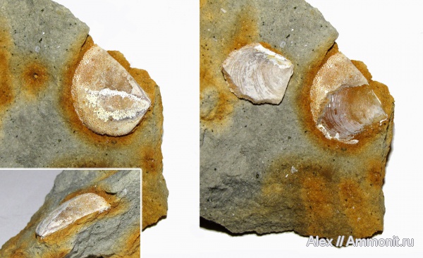 кимеридж, аптихи, Laevaptychus, Липицы, Aptychi, aptychus, Kimmeridgian, Upper Jurassic