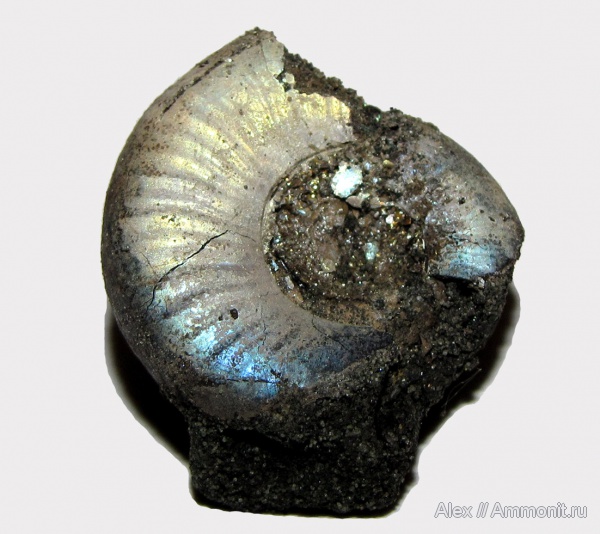 аммониты, юра, Kachpurites, волжский ярус, Kachpurites fulgens, Ammonites, вентральные укусы, Garniericeratinae, ventral bite marks, Volgian, Jurassic