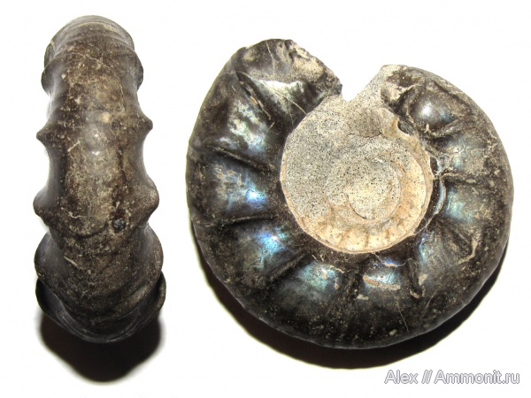 аммониты, Kachpurites, волжский век, Ammonites, Garniericeratinae, Volgian