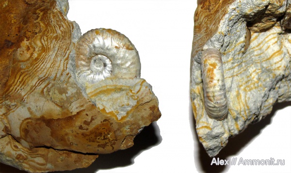аммониты, юра, кимеридж, Ammonites, Sutneria, Aspidoceratidae, Aspidoceratinae, Kimmeridgian, Jurassic, Upper Jurassic