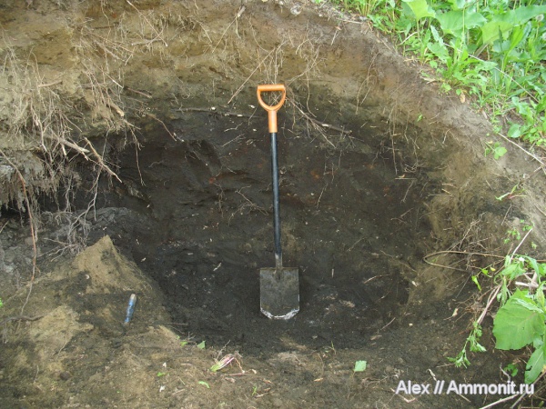 юра, волжский ярус, Мневники, зона Kachpurites fulgens, Volgian, Jurassic