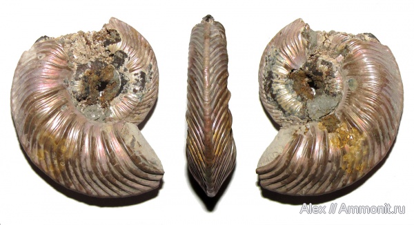 юра, келловей, Quenstedtoceras, Дубки, Quenstedtoceratinae, Callovian, Jurassic, Middle Jurassic