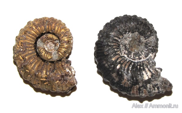 юра, Kosmoceras, келловей, пирит, Дубки, Callovian, Jurassic, Middle Jurassic