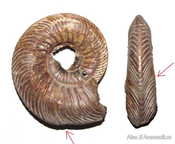 аммониты, юра, келловей, Quenstedtoceras, Quenstedtoceras lamberti, Ammonites, Quenstedtoceratinae, Callovian, Jurassic, Middle Jurassic
